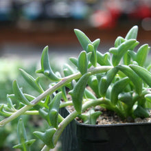 Load image into Gallery viewer, Senecio peregrinus 'String of Dolphins'