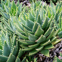 Load image into Gallery viewer, Aloe brevifolia