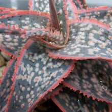 Load image into Gallery viewer, Aloe 'Donnie'