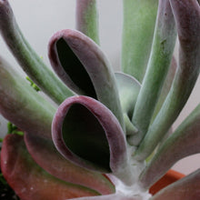 Load image into Gallery viewer, Kalanchoe luciae 'Oricula'