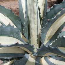 Load image into Gallery viewer, Agave americana 'Mediopicta Alba'