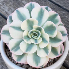 Load image into Gallery viewer, Echeveria 'Compton Carousel'