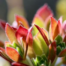 Load image into Gallery viewer, Aeonium 'Firecracker'