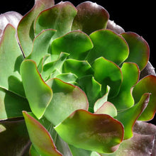 Load image into Gallery viewer, Aeonium 'Cyclops'