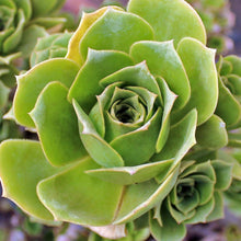 Load image into Gallery viewer, Aeonium canariense var. virgineum