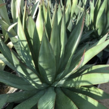 Load image into Gallery viewer, Agave attenuata var. serrulata