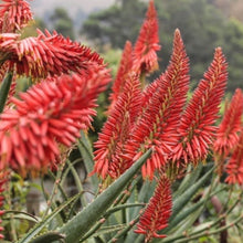 Load image into Gallery viewer, Aloe 'Firechief'