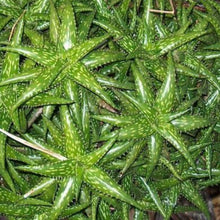 Load image into Gallery viewer, Aloe jacunda