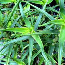 Load image into Gallery viewer, Aloe striatula