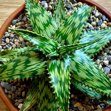 Load image into Gallery viewer, Aloe somaliensis