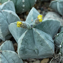 Load image into Gallery viewer, Astrophytum myriostigma var. Nudum