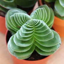 Load image into Gallery viewer, Crassula capitella var. turrita