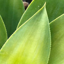 Load image into Gallery viewer, Agave wendtii