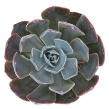 Load image into Gallery viewer, Echeveria 'Colourshift'