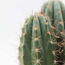 Load image into Gallery viewer, Trichocereus peruvianus