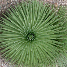 Load image into Gallery viewer, Agave stricta 'Hedgehog Agave'