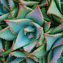 Load image into Gallery viewer, Aloe brevifolia