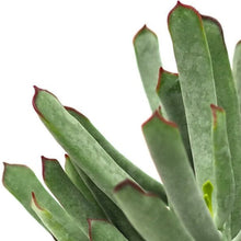 Load image into Gallery viewer, Cotyledon orbiculata 'Octopus'