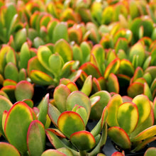 Load image into Gallery viewer, Crassula ovata 'Hummel's Sunset'