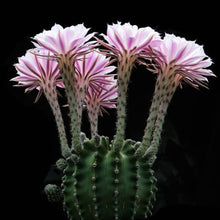 Load image into Gallery viewer, Echinopsis oxygona
