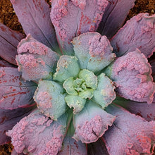 Load image into Gallery viewer, Echeveria 'Linguas'