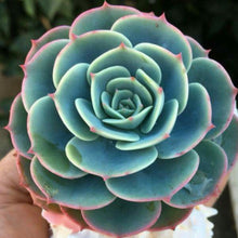 Load image into Gallery viewer, Echeveria imbricata