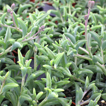 Load image into Gallery viewer, Senecio peregrinus 'String of Dolphins'