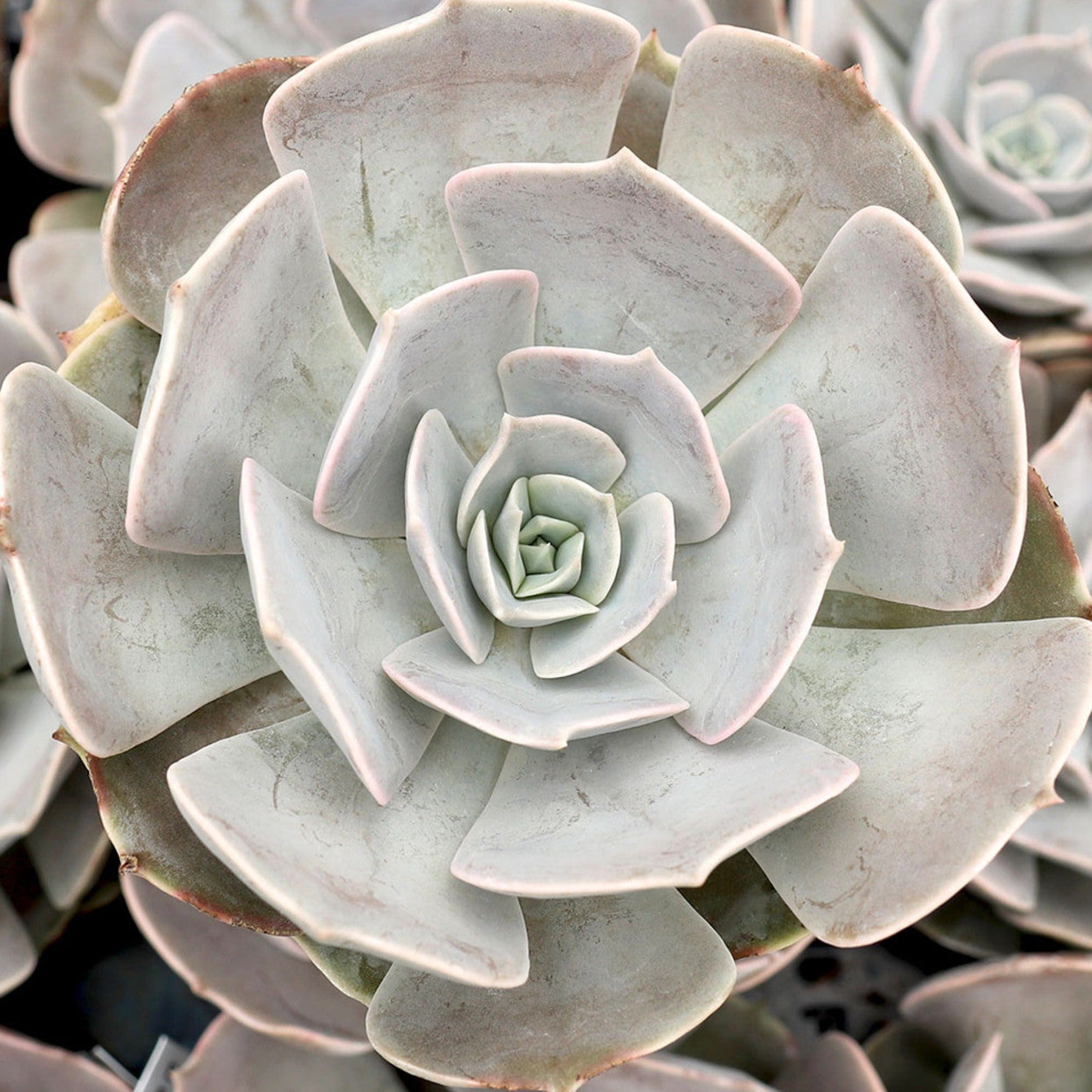 pollux succulent Echeveria 'Pollux'
