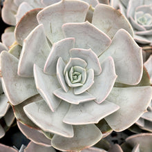 Load image into Gallery viewer, Echeveria 'Pollux'