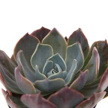 Load image into Gallery viewer, Echeveria 'Colourshift'