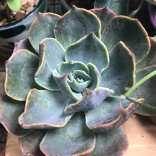 Load image into Gallery viewer, Echeveria 'Colourshift'