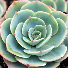 Load image into Gallery viewer, Echeveria imbricata