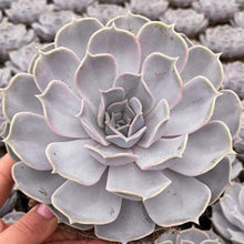 Load image into Gallery viewer, Echeveria lilicina