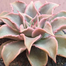 Load image into Gallery viewer, Echeveria 'Madiba'