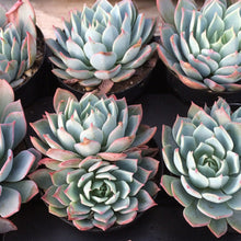 Load image into Gallery viewer, Echeveria 'Kirov'