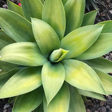 Load image into Gallery viewer, Agave wendtii
