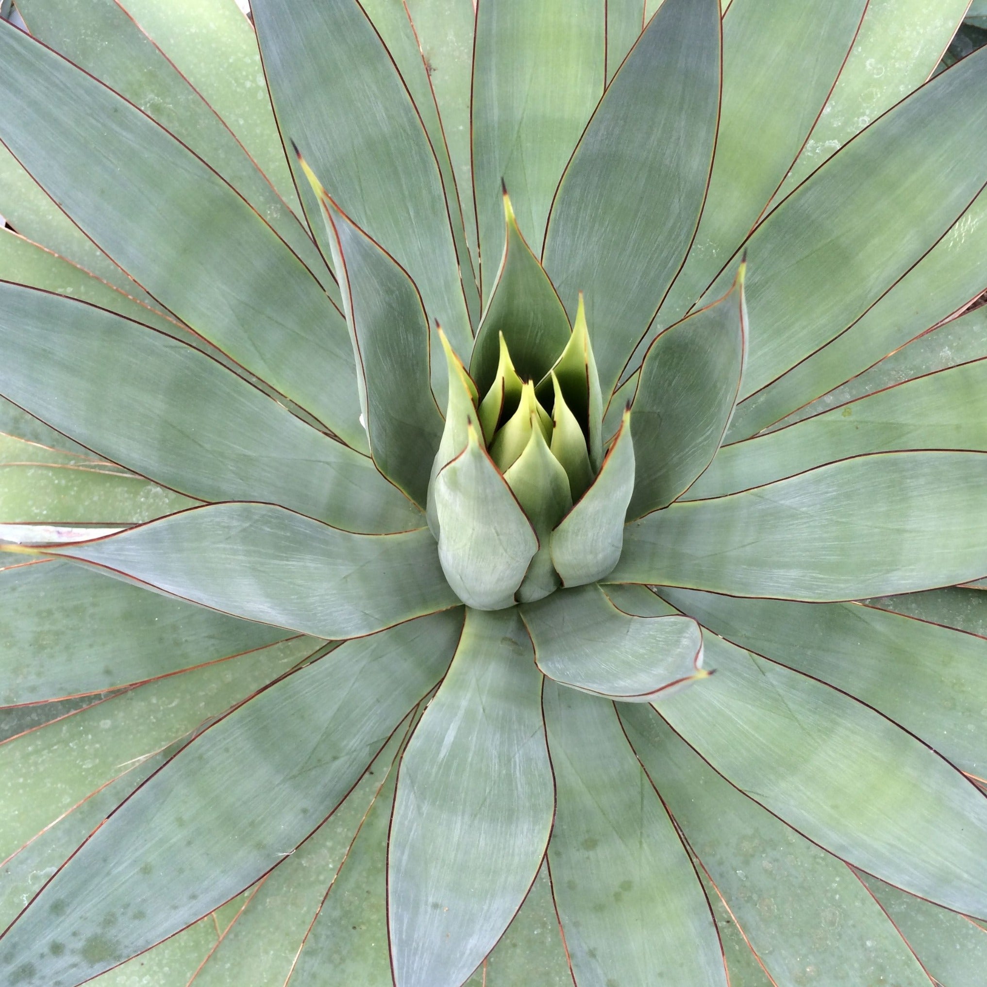 Agave attenuata var. serrulata