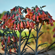 Load image into Gallery viewer, Kalanchoe delagoensis
