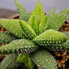 Load image into Gallery viewer, Haworthia attenuata 'Enon'