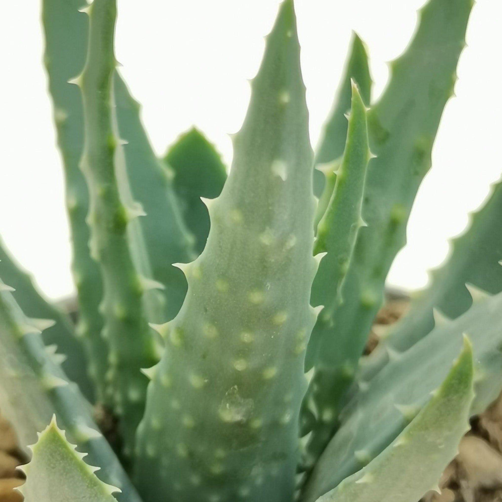 aloe humilis giftig Aloe humilis – Coastal Succulents, Cacti & Alpines