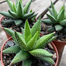 Load image into Gallery viewer, Haworthia attenuata 'Enon'