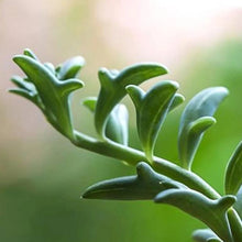 Load image into Gallery viewer, Senecio peregrinus 'String of Dolphins'