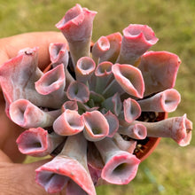 Load image into Gallery viewer, Echeveria 'Pinky Trumpet'