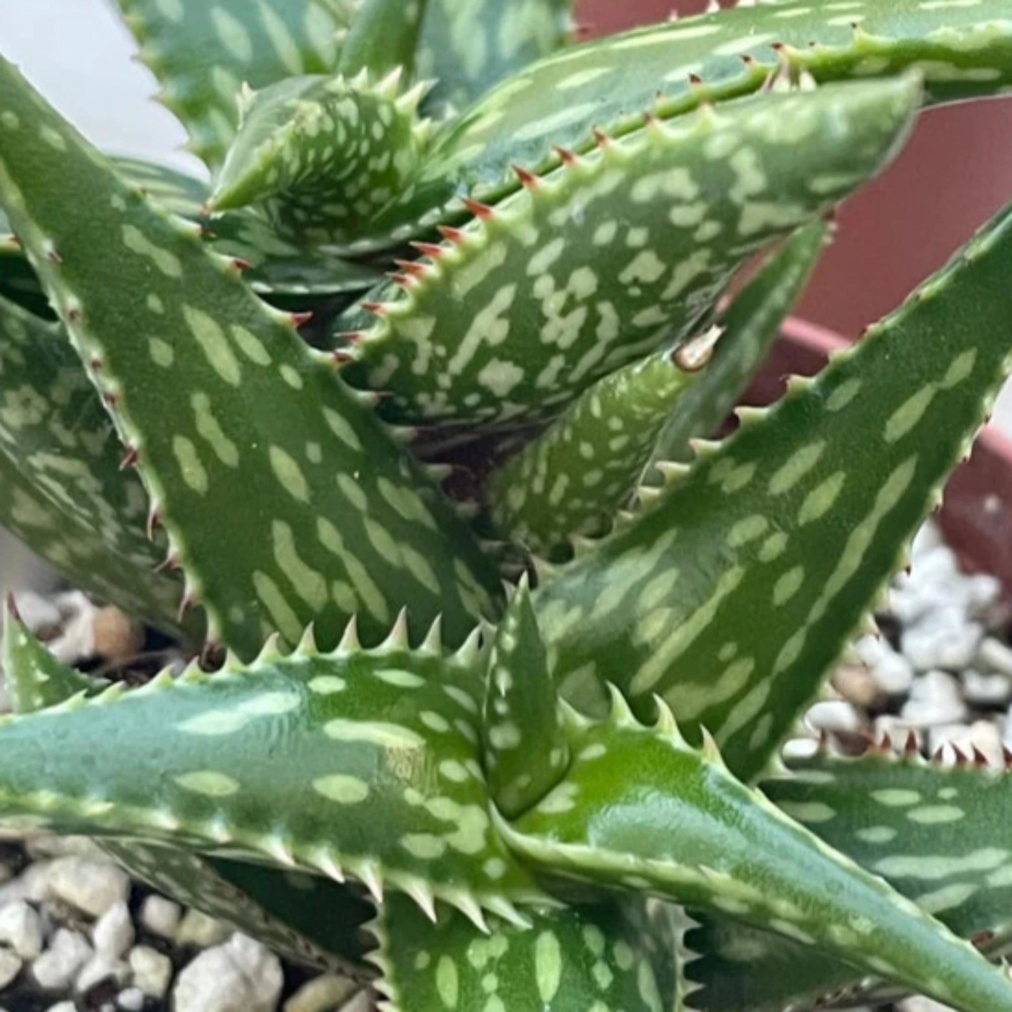 Aloe jacunda – Coastal Succulents, Cacti & Alpines