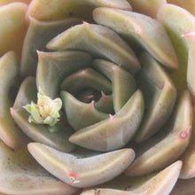Load image into Gallery viewer, Echeveria 'Latte Rose'