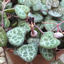 Load image into Gallery viewer, Ceropegia Woodii 'String of Hearts'