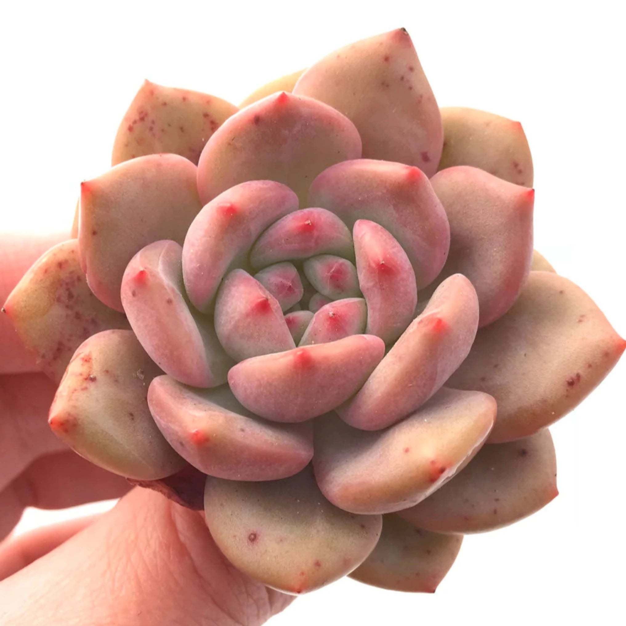 Echeveria 'Ariel' – Coastal Succulents, Cacti & Alpines