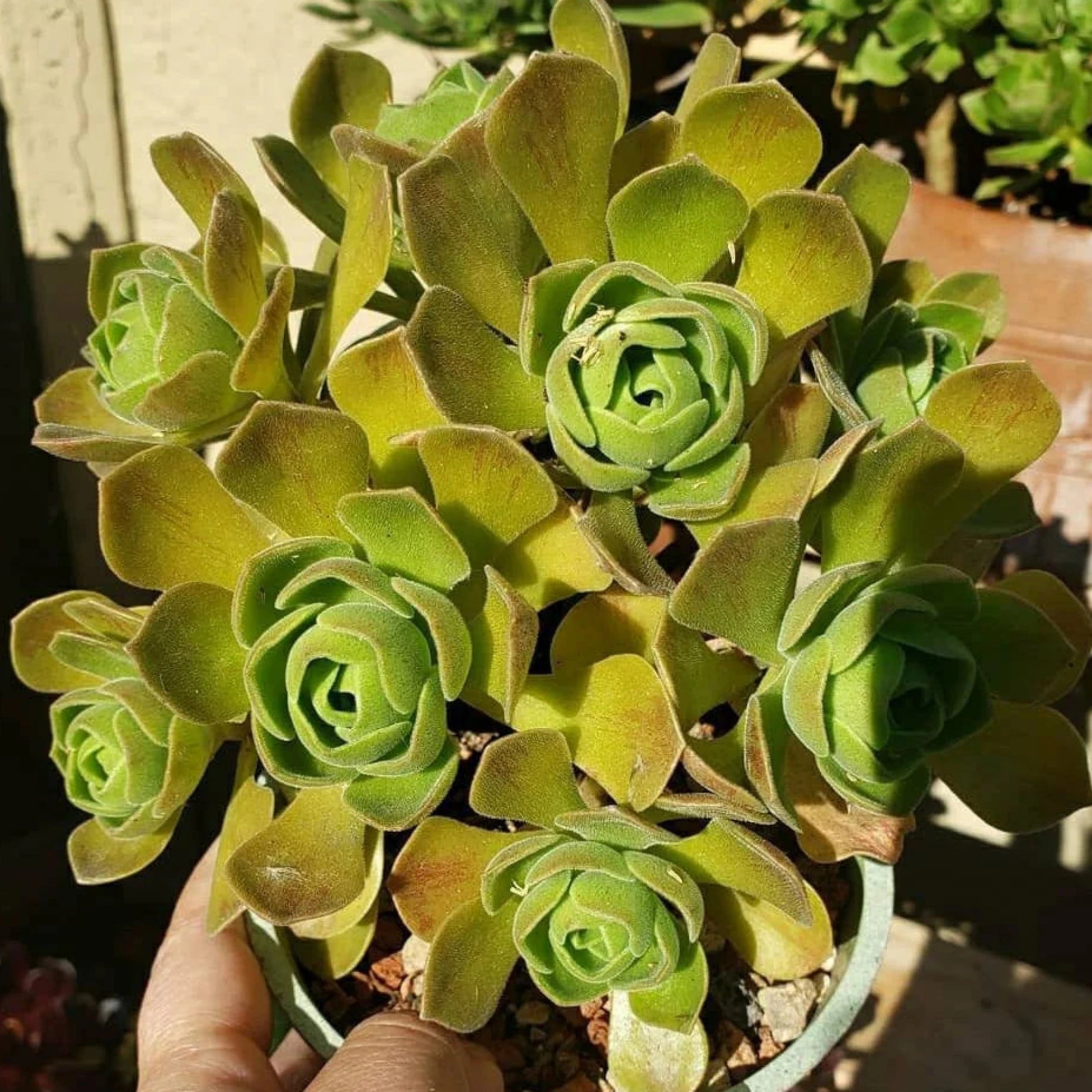 goblin succulent Aeonium 'Goblin'
