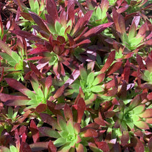 Load image into Gallery viewer, Aeonium 'Firecracker'