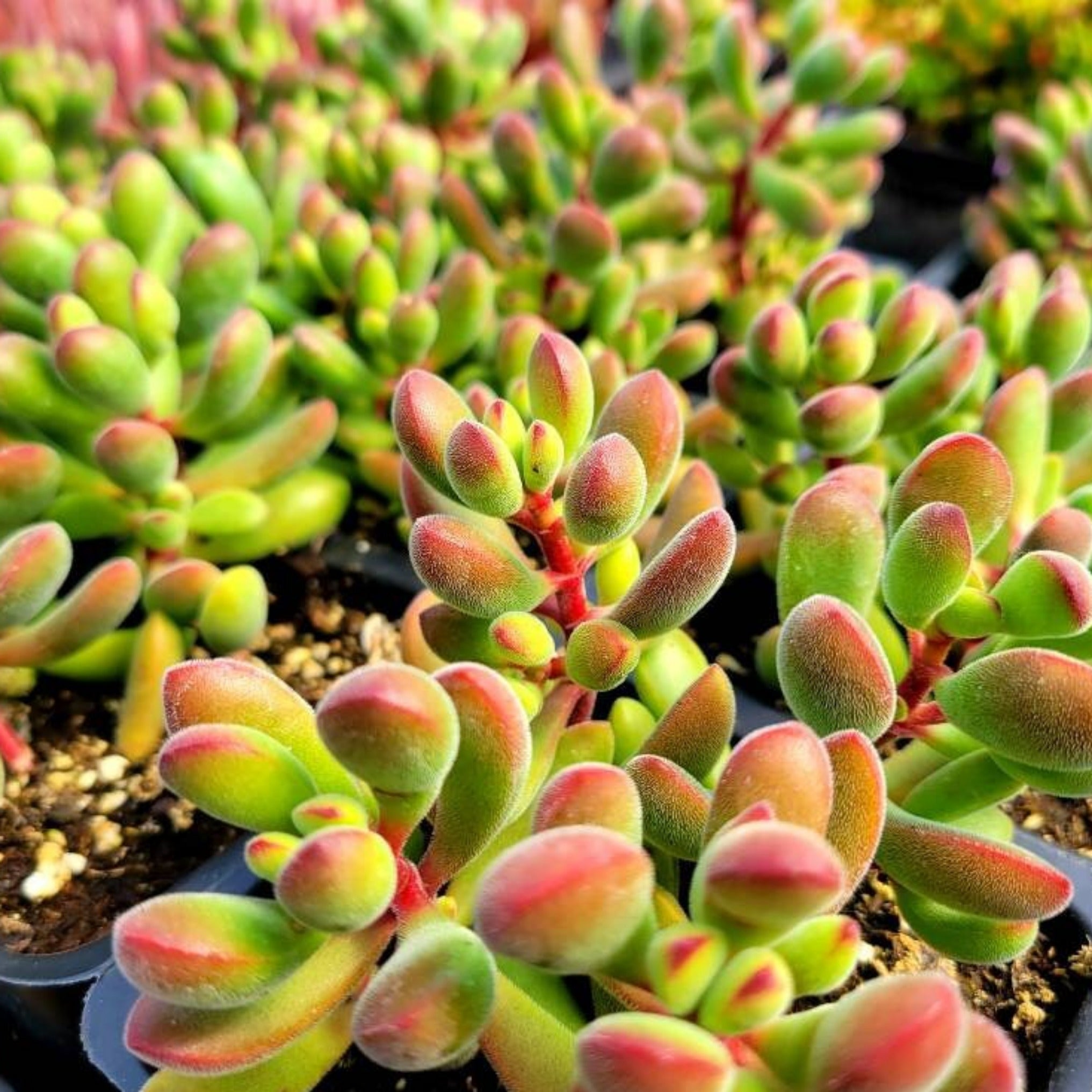 rogersii succulent Crassula rogersii